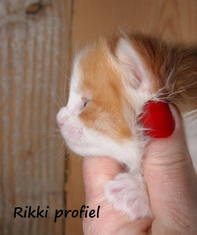 Rikki